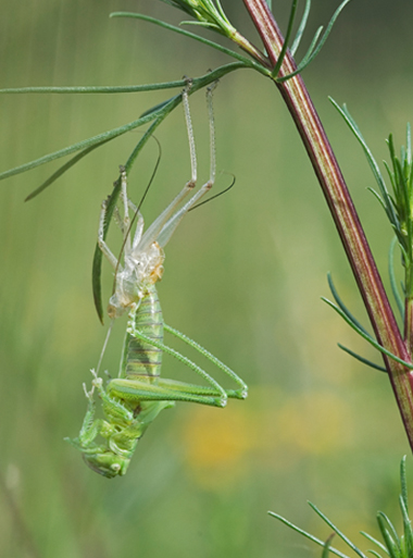 Tettigonia sp.